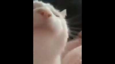 PHY Turles OST be like: