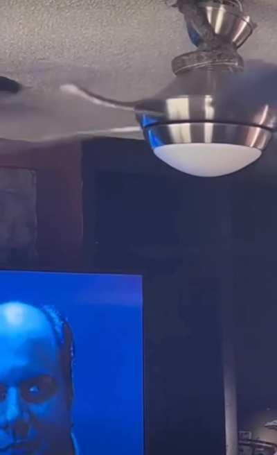 Snake vs ceiling fan