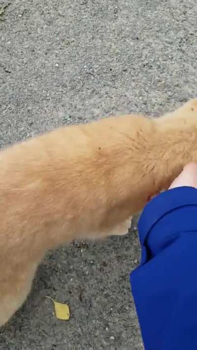 She waits in the lane for people to walk by and pet her! 😍 such pretty plops