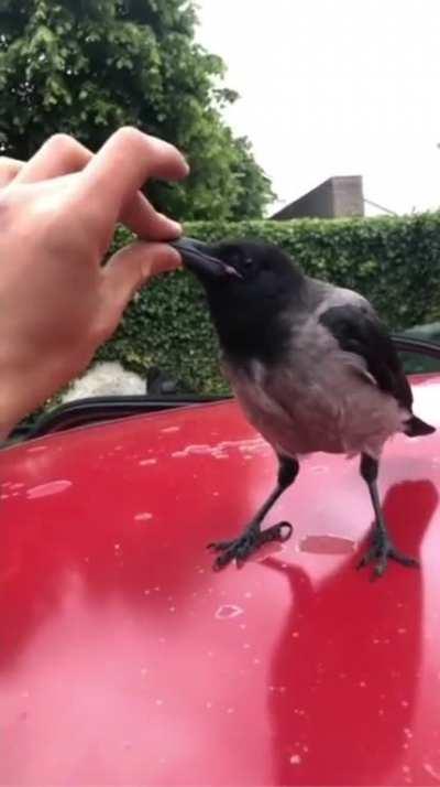 Me and this bird fight every morning