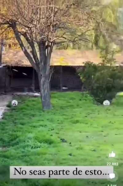 No seas cabeza de tacho... adopta!!! - el lado b de comprar una mascota -