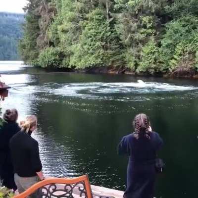 When you have breakfast with your friends and humpback whales want to join you