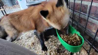 Green beans are grrrreat!