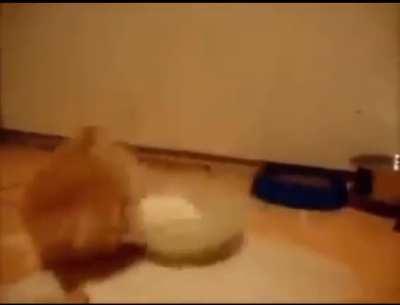 stoped fuceng cate spild the milk