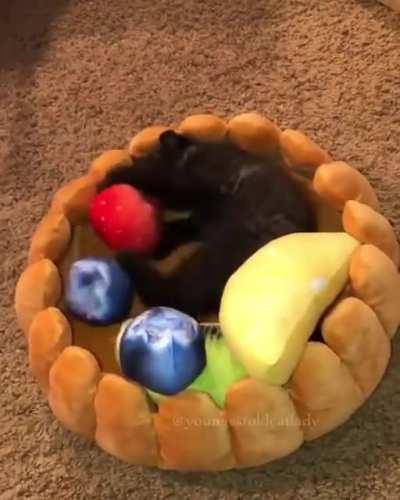 How to make a kitten tart