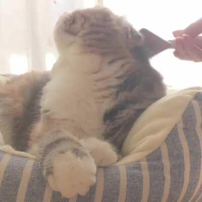 Chubby cat receives brushy brushy.