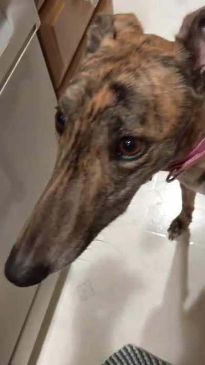 Do your greyhound's teeth chatter?!