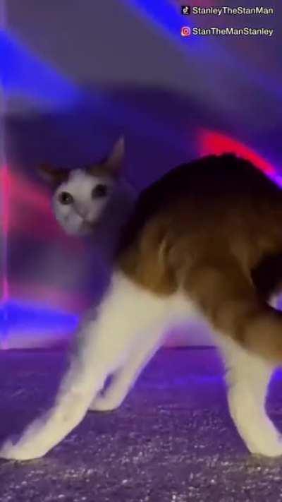 cat's life in 8 seconds😂