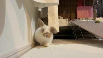 This brave pioneer ventured out of his cage for the first time today!