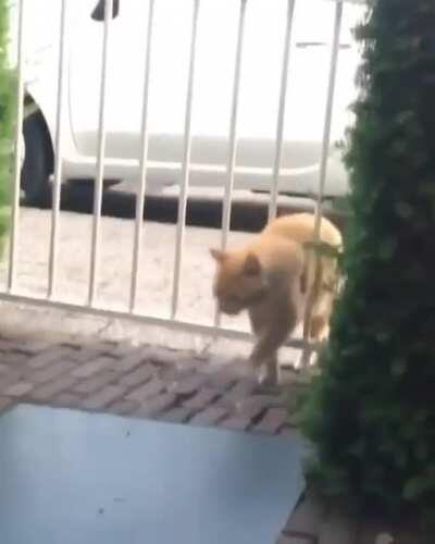 The trouble of being a chonker