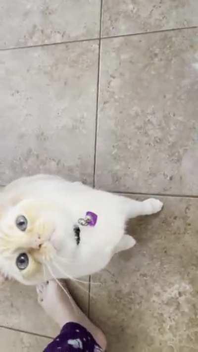 &ldquo;Talk to them when they&rsquo;re kittens,&rdquo; they said. NO ONE WARNED ME OF CATS WHO YELL!