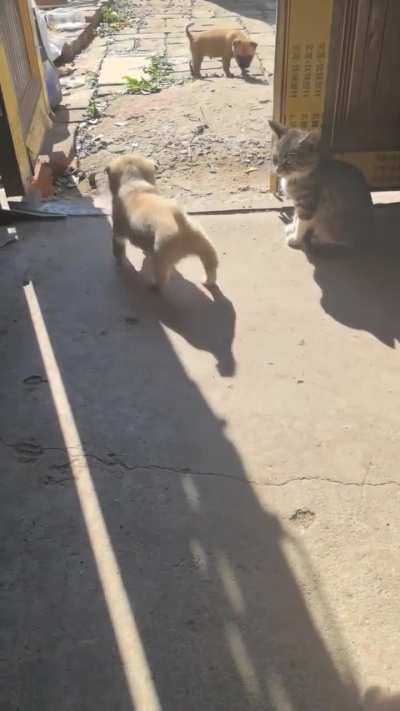 When you boop a puppy