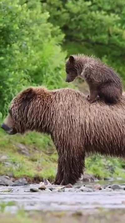 🔥 Bear Cub climb his mummy back