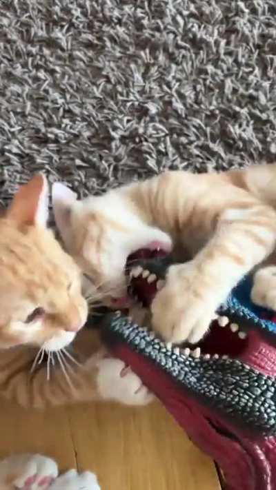 And then he will grow up and tell his children how he fought dinosaurs in his youth.