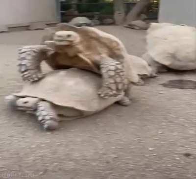 Для чувака, который не видел, как размножаются черепахи