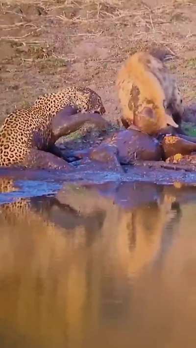 Hyena shoulders leopard off her hard-earned prey