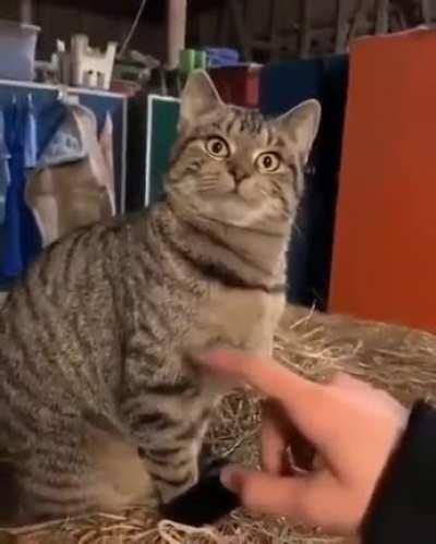 Cat.exe has stopped working