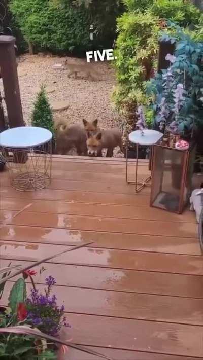 This woman feeding a family of fox is heartwarming