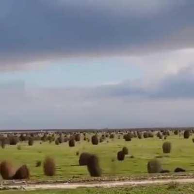 🔥 Hundreds of Tumbleweeds rolling across an open field.