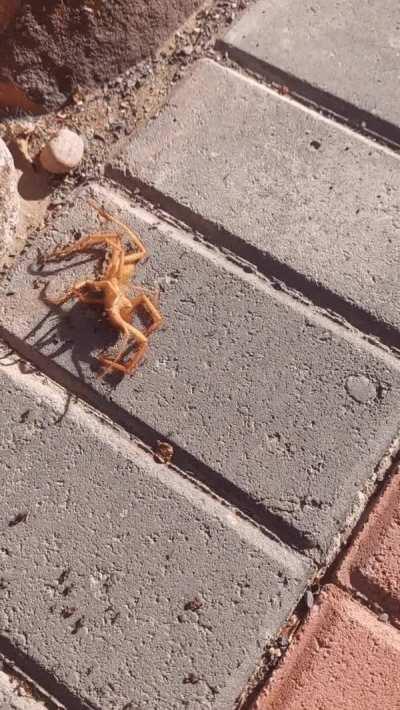 Ants killing a sun spider