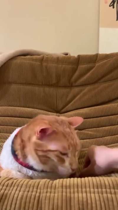 the reloyeable table: