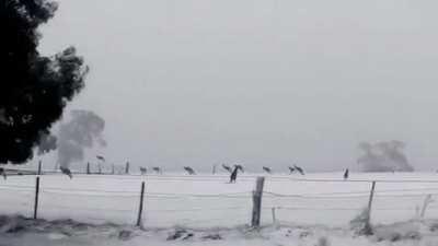 🔥 Kangaroos hopping through rare snow in Australia