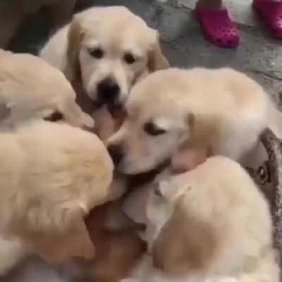 Their love of a cat.