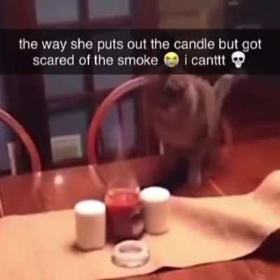 Kitty got so scared that she forgot how falling works