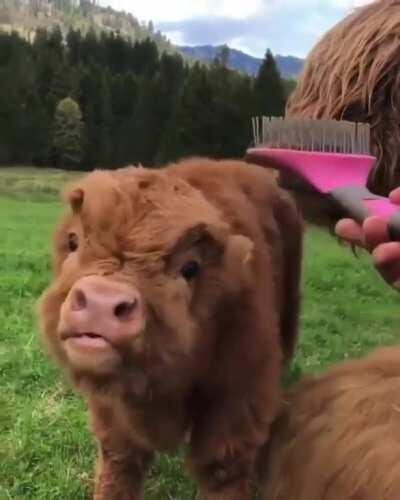 Fluffy Cow ❤️