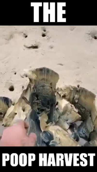 The poop harvest is the shit