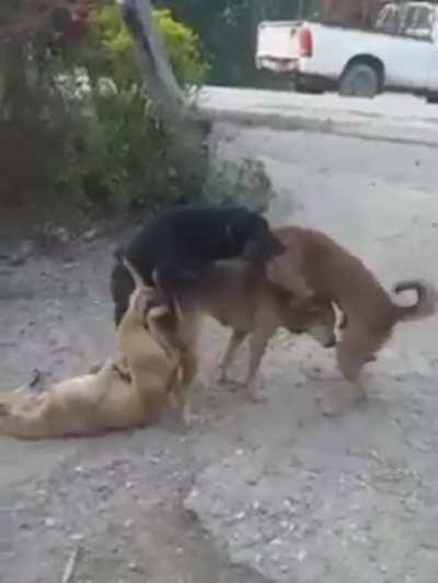 Doggy gangbang