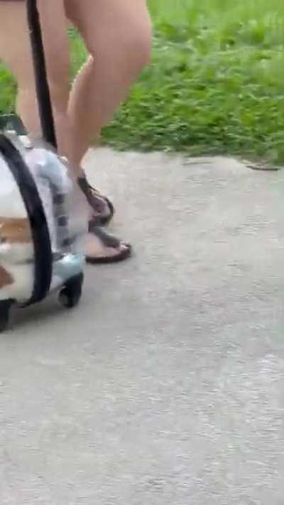 Very distinguish as I can see