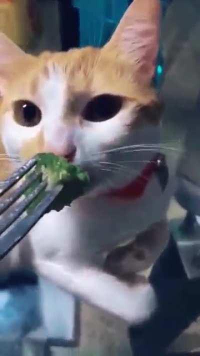 Annoying spoiled cat