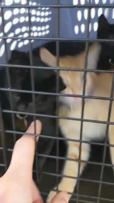 Kenneled Kitty Choir