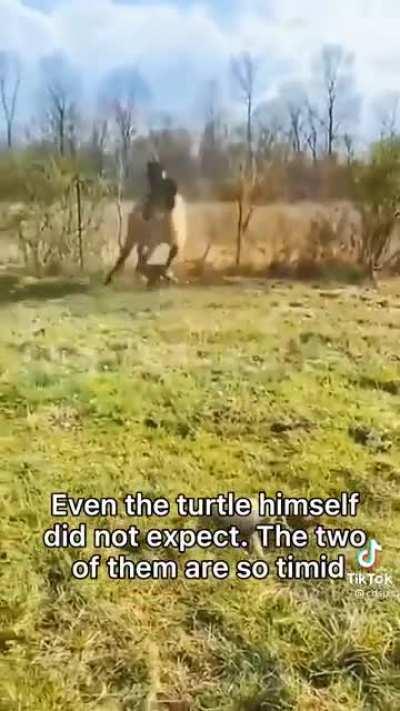 Turtle got some cojones