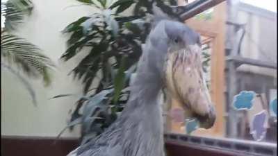 The Shoebill, a large long-legged wading bird native to East Africa. While normally silent, both nestlings and adults engage in bill-clattering during the nesting season as a means of communication.