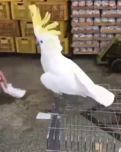 Kakado love to dance