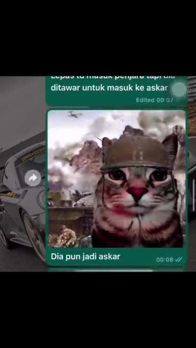 kisah seekor kucing bernama ahmad