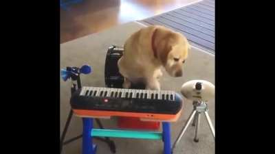 dog playing piano