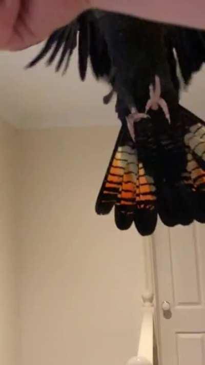 Winston bringing in the new year with a new tail 🔥 my beautiful boy has finished molting