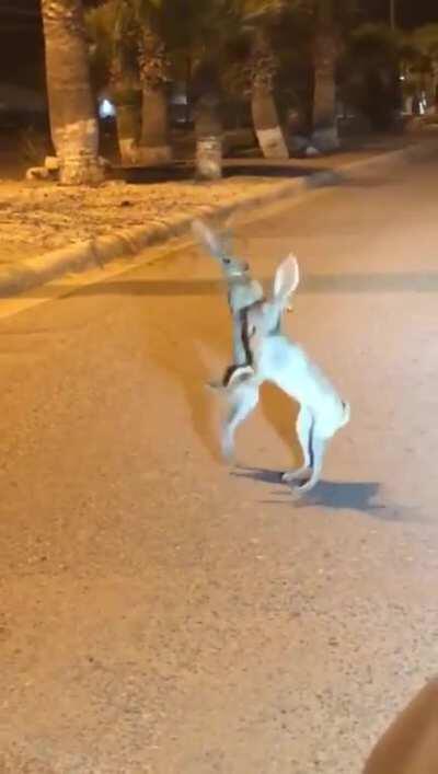 🔥 These bunnies dueling it on