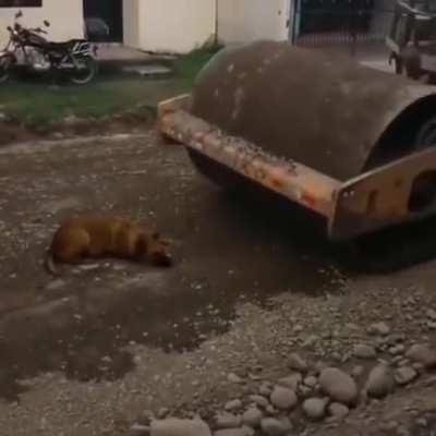 dOg Is BrUtAlY RuN OvEr By a StEaMrOlEr