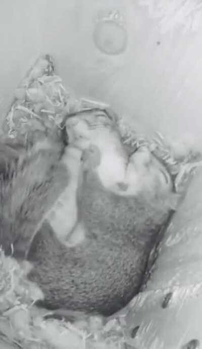 🔥 Time lapse of a pair of squirrels sleeping 🔥