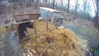 Pigs Fight Off A Bear