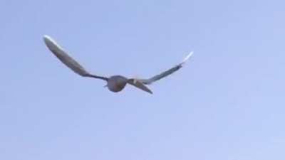 Robotic bird takes flight