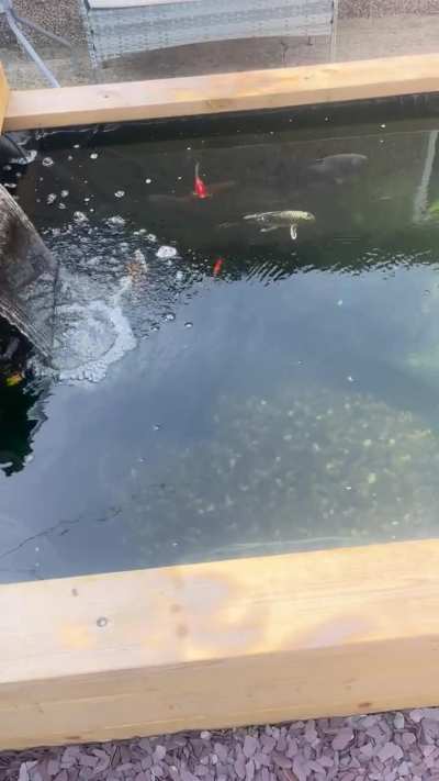 DIY pond