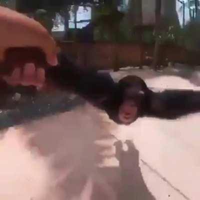 Mono girando con más píxeles