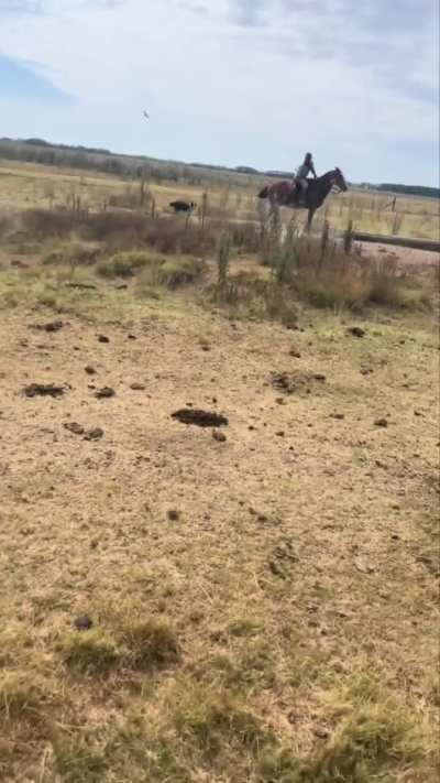 Curando a Lazo y en Campo Abierto