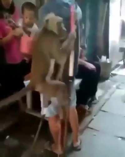 A monkey on stilts
