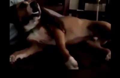 Is Israel Adesanya a Zoophile?!